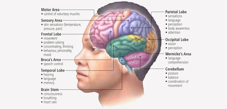 Human Brain Parts